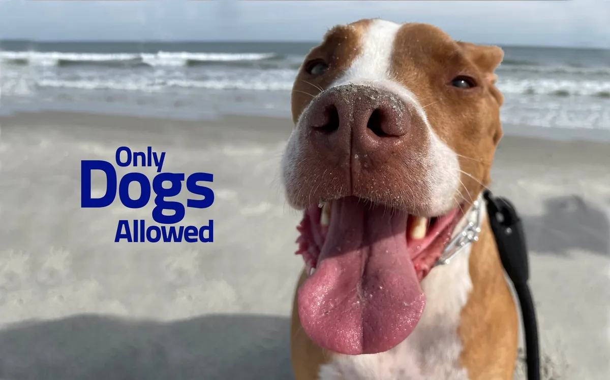 A joyful close-up of a dog's face with a sandy beach and gentle surf in the background. The bright, playful atmosphere is accentuated by text reading 'Only Dogs Allowed,' capturing the essence of a pet-friendly destination where dogs are celebrated.
